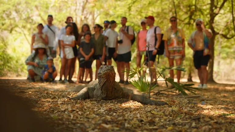 Komodo | Tips Aman Melihat Komodo | Labuan Bajo Tour | IndonesiaJuara Trip