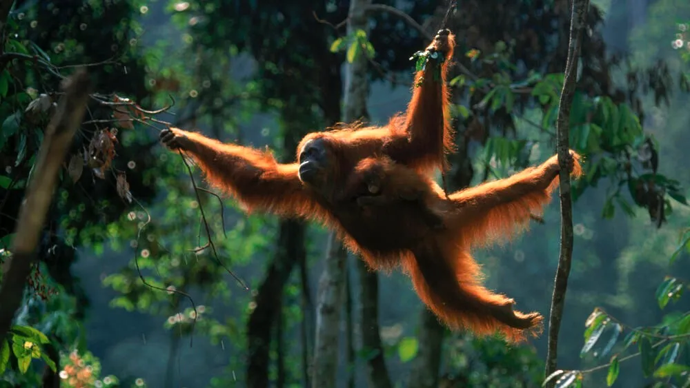 Orangutan Sumatera